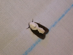 Tathothripa continua