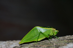 Acropsis tectiformis