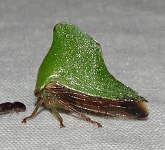 Telamona excelsa