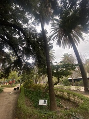 Phoenix canariensis