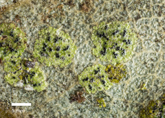 Strigula novae-zelandiae image