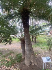 Phoenix canariensis