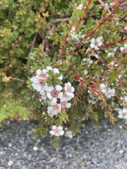 Leptospermum rupestre