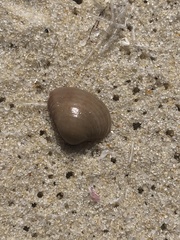 Anomalocardia flexuosa