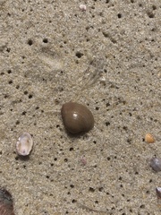 Anomalocardia flexuosa