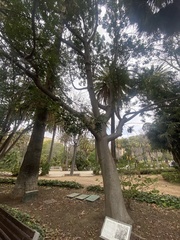 Ceiba speciosa