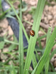 Coccinella miranda