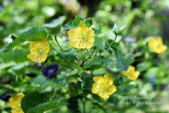 Abutilon mauritianum
