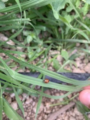 Coccinella miranda
