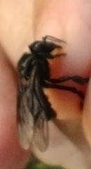 Scaptotrigona bipunctata