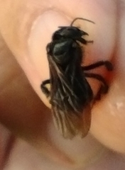 Scaptotrigona bipunctata