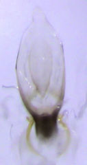 Leptacinus pusillus