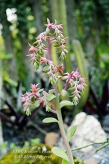 Echeveria pallida