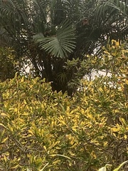 Trachycarpus fortunei