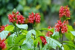Pachystachys coccinea