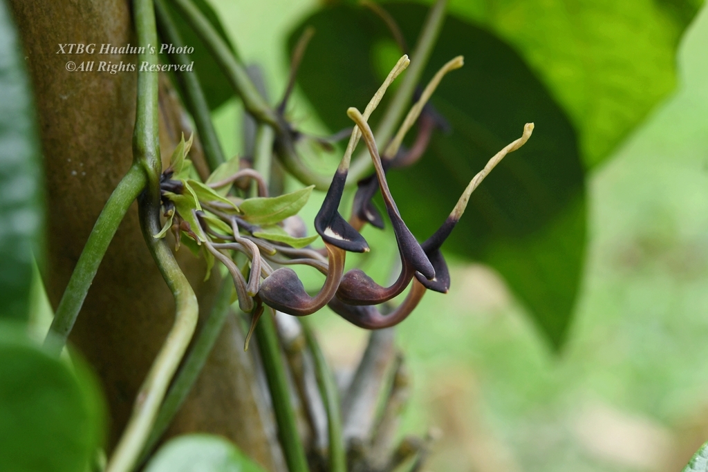 Aristolochia chlamydophylla