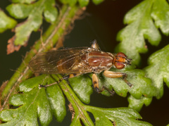 Tapeigaster pulverea