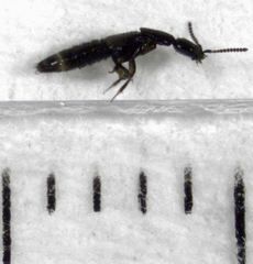 Leptacinus pusillus
