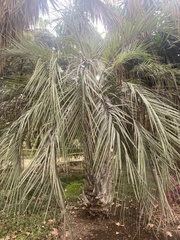 Arecaceae