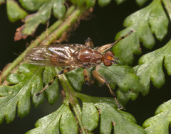Tapeigaster pulverea