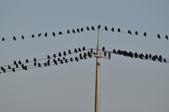 Corvus frugilegus