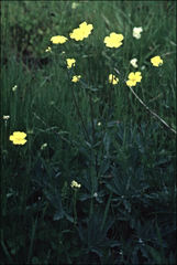 Potentilla diversifolia