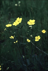 Potentilla diversifolia