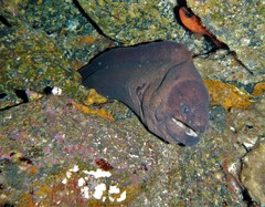 Gymnothorax unicolor