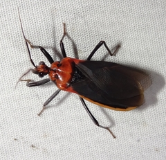 Rhiginia cinctiventris