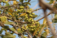 Sapindus emarginatus