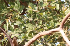 Sapindus emarginatus