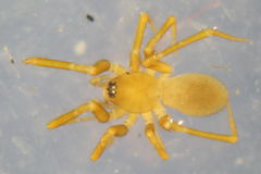 Microneta viaria