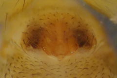 Microneta viaria