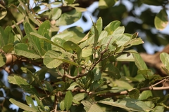 Sapindus emarginatus