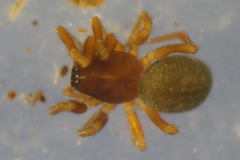 Monocephalus fuscipes