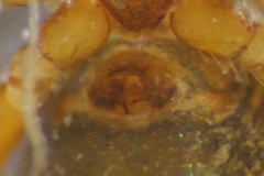 Monocephalus fuscipes