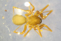 Diplostyla concolor