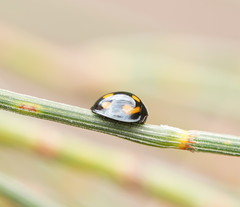Orcus nummularis
