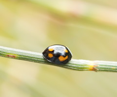 Orcus nummularis