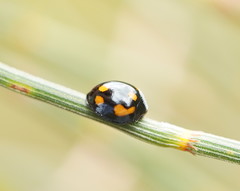Orcus nummularis