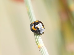 Orcus nummularis
