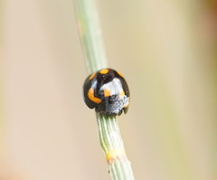 Orcus nummularis