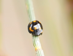 Orcus nummularis