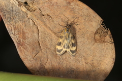 Eucereon costulata