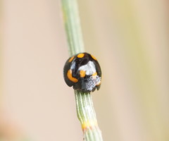 Orcus nummularis