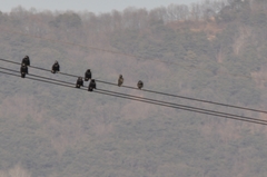 Corvus dauuricus