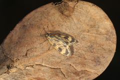 Eucereon costulata