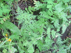 Sphallerocarpus gracilis