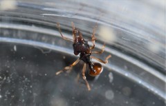 Orectognathus robustus