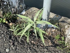 Persicaria lapathifolia lanata